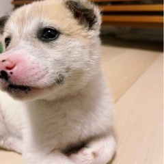 急募♥️人が大好きな子犬ちゃん🐶