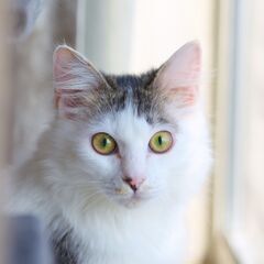 かわいいキジシロ男子にいいご縁を（＾＾