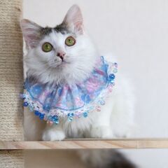 かわいいキジシロ男子にいいご縁を（＾＾ - 土浦市