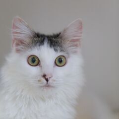 かわいいキジシロ男子にいいご縁を（＾＾ - 猫