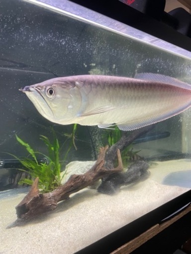 ブラックアロワナ