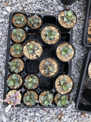 アガベ　チタノタBB（４株セット）ブラックアンドブルー　チタノタBB