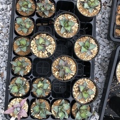 アガベ チタノタBB（4株セット）ブラックアンドブルー チタノタBB