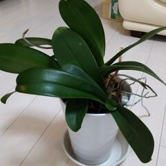 胡蝶蘭　差し上げます