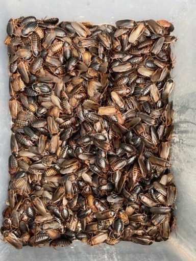 お得！　デュビア　コバエ発生抑制パネルヒーター付き！　飼育ケース一式