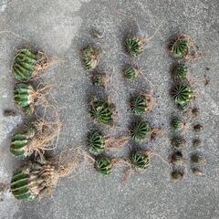 サボテン(大中小あり)