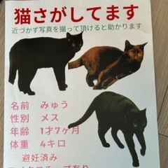 黒猫を探しています