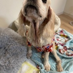 里親さん決まりました💖アメリカンコッカースパニエル🐶女の子　10歳