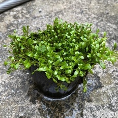 再投稿 水草 グロッソスティグマの画像