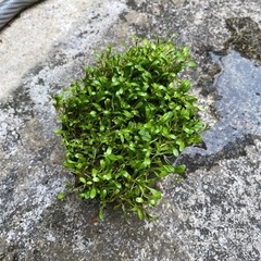 再投稿 水草 グロッソスティグマ