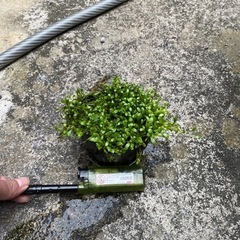 再投稿 水草 グロッソスティグマの画像