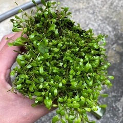 再投稿 水草 グロッソスティグマの画像