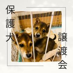 保護犬猫の譲渡会