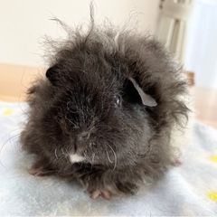 【販売済】大人しくて可愛いテディ系モルモット男の子