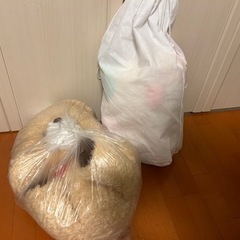 大きい くま ぬいぐるみの画像