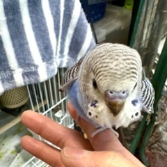 セキセイインコ3羽　里親様決定しました！