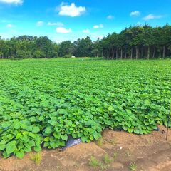 週2日/1日3hからOK！安心の大手グループで農園アルバイト♪
