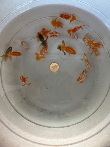 土佐錦　明け2歳