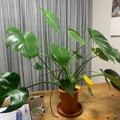 モンステラ