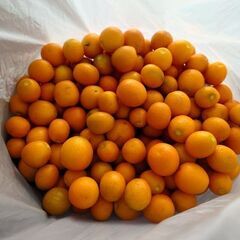 再投稿　金柑　キンカン