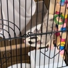フクロモモンガ　（ペア）