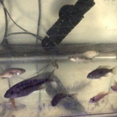 アフリカンシクリッド 幼魚　無料！