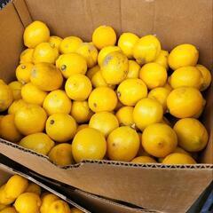 訳あり　レモン