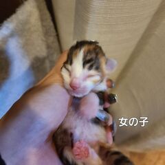 捨て猫を、うちで保護しています。