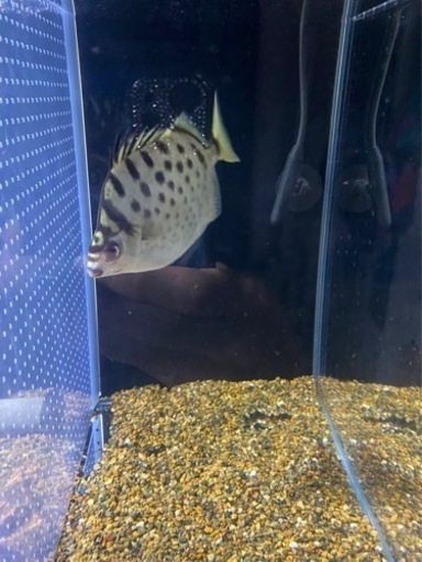 熱帯魚　シルバースキャット
