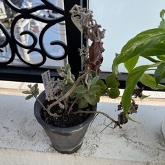 観葉植物セット　カランコエ・ベハレンシス、ディフェンバキア、ミニバラの画像