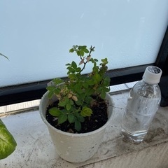 観葉植物セット　カランコエ・ベハレンシス、ディフェンバキア、ミニバラの画像