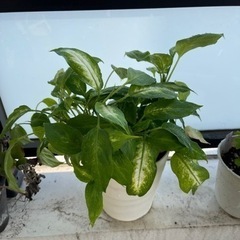 観葉植物セット　カランコエ・ベハレンシス、ディフェンバキア、ミニバラの画像