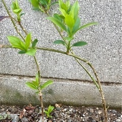 観葉植物　苗の画像
