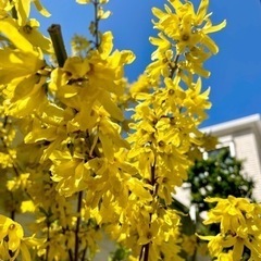 観葉植物　苗