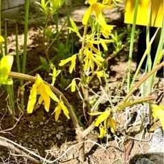 観葉植物　苗の画像