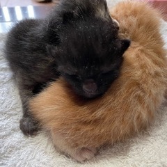 子猫の里親さん募集中！