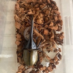 ヘラクレスヘラクレス　138mmペア