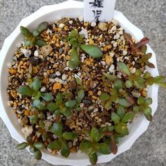 紅稚児　抜き苗の画像