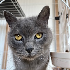 シャルトリュー　オス　7歳 - 猫