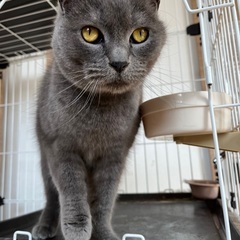 シャルトリュー　オス　7歳 - 札幌市