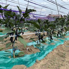 農業の求人募集