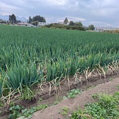 農業の求人募集の画像