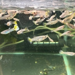 グッピー10匹セット譲ります(稚魚・幼魚)(検熱帯魚メダカ水槽)