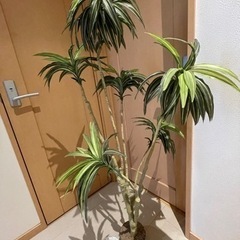 インテリアの木の画像