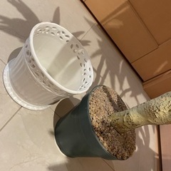インテリアの木の画像