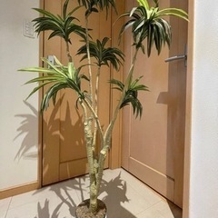 インテリアの木