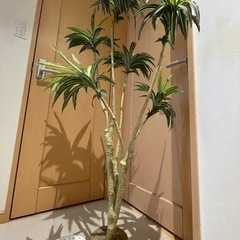 インテリアの木の画像