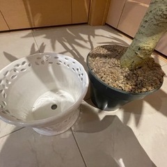 インテリアの木の画像