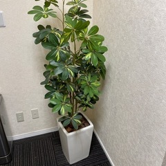 観葉植物　造花　
