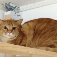 保護猫施設猫学園、茶トラ　黒三毛